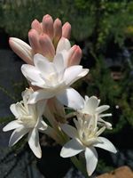 Polianthes tuberosa 'The Pearl' Polianthes tuberosa 'The Pearl'